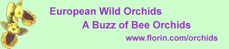 European Wild Orchids