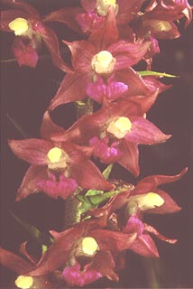 Epipactis atrorubens [Click to Enlarge]