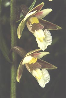 Epipactis palustris [Click to Enlarge]