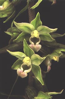 Epipactis purpurata [Click to Enlarge]