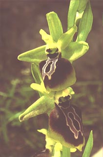 Ophrys aesculapii [Click to Enlarge]