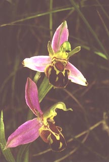 Ophrys Apifera [Click to Enlarge]
