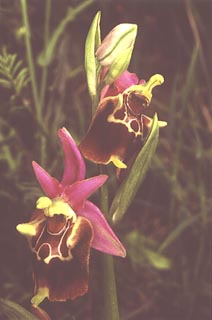 Ophrys apulica [Click to Enlarge]