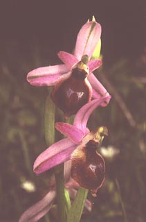 Ophrys argolica [Click to Enlarge]