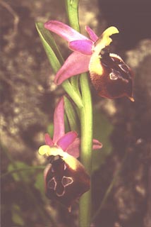 Ophrys argolica [Click to Enlarge]
