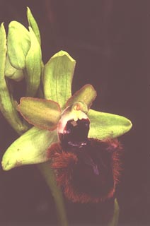 Ophrys atrata (incubaceaa) [Click to Enlarge]