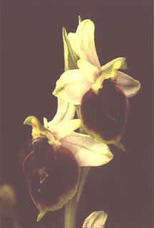 Ophrys crabronifera [Click to Enlarge]
