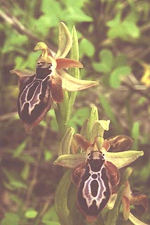 Ophrys cretica [Click to Enlarge]