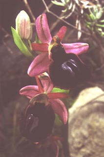 Ophrys ferrum-equinum [Click to Enlarge]