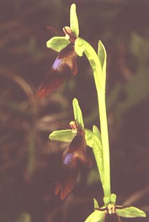 Ophrys insectifera [Click to Enlarge]