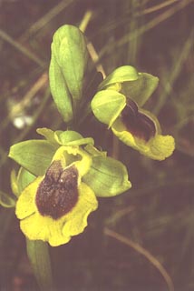 Ophrys lutea-lutea [Click to Enlarge]