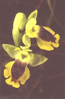 Ophrys lutea-sicula [Click to Enlarge]