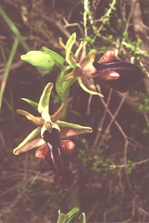 Ophrys mammosa [Click to Enlarge]