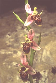 Ophrys oestrifera-cornuta [Click to Enlarge]