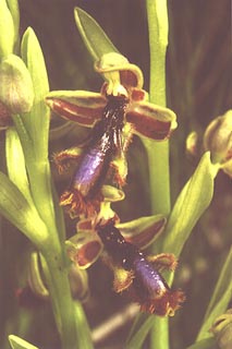 Ophrys regis-ferdinandii [Click to Enlarge]