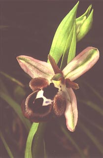 Ophrys reinholdii [Click to Enlarge]