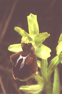 Ophrys sphegodes [2] [Click to Enlarge]