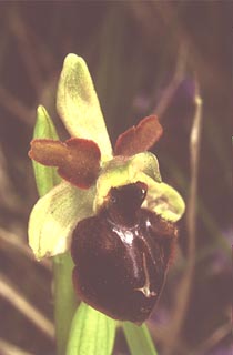 Ophrys sphegodes [3] [Click to Enlarge]