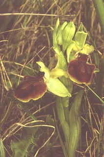 Ophrys sphegodes [Click to Enlarge]