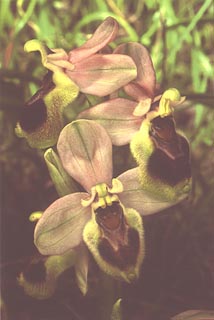 Ophrys tenthredinifera [Click to Enlarge]