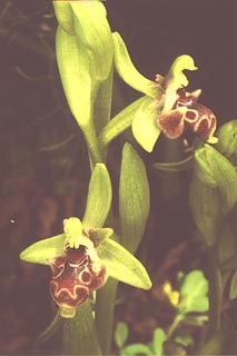 Ophrys umbilicata [Click to Enlarge]