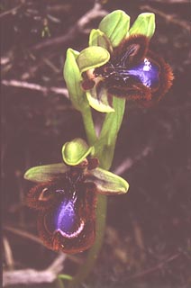 Ophrys vernixia [Click to Enlarge]