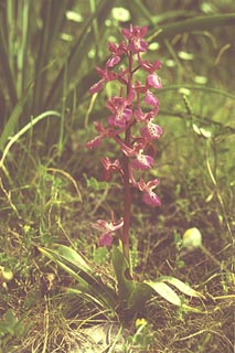 Orchis anatolica [Click to Enlarge]