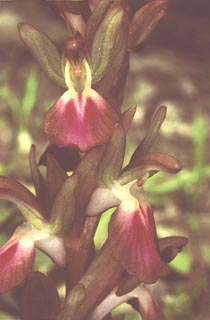 Orchis collina Flower [Click to Enlarge]