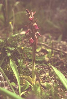 Orchis collina [Click to Enlarge]