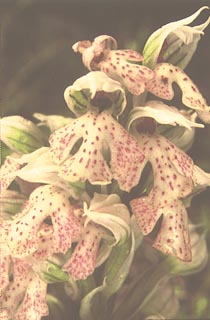 Orchis lactea [Click to Enlarge]