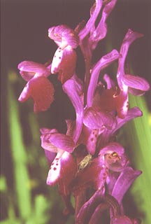 Orchis longicornu Flower [Click to Enlarge]