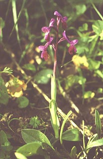 Orchis longicornu [Click to Enlarge]