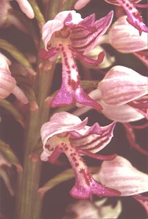 Orchis militaris Flower [Click to Enlarge]