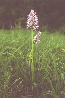 Orchis militaris [Click to Enlarge]