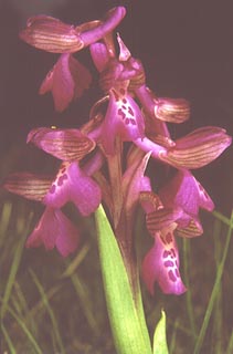 Orchis morio Flower [Click to Enlarge]