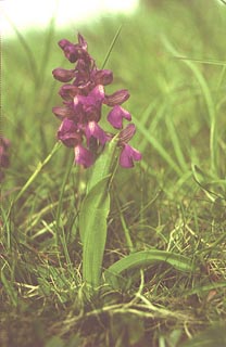 Orchis morio [Click to Enlarge]
