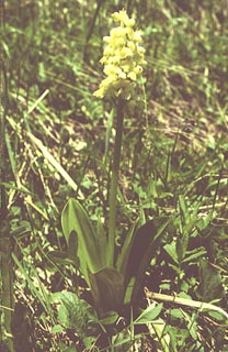 Orchis pallens [Click to Enlarge]