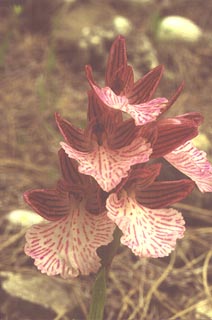 Orchis papilionacea (var. grandiflora) [Click to Enlarge]