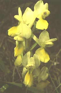 Orchis pauciflora Flower [Click to Enlarge]