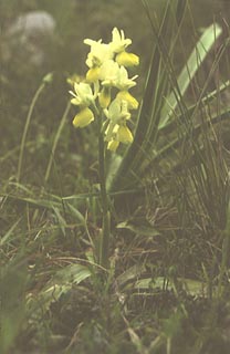 Orchis pauciflora [Click to Enlarge]
