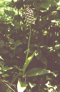 Orchis purpurea [Click to Enlarge]
