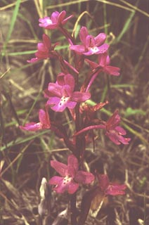 Orchis quadripunctata Flower [Click to Enlarge]
