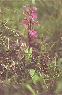 Orchis quadripunctata [Click to Enlarge]