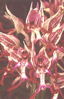 Orchis simia Flower [Click to Enlarge]
