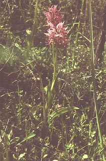 Orchis simia [Click to Enlarge]