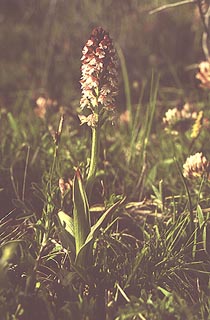 Orchis ustulata [Click to Enlarge]