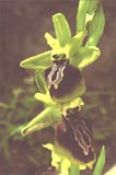 Ophrys aesculapii [Click to View]