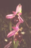Ophrys argolica [Click to View]
