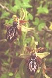 Ophrys cretica [Click to View]
