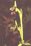 Ophrys insectifera [Click to View]
